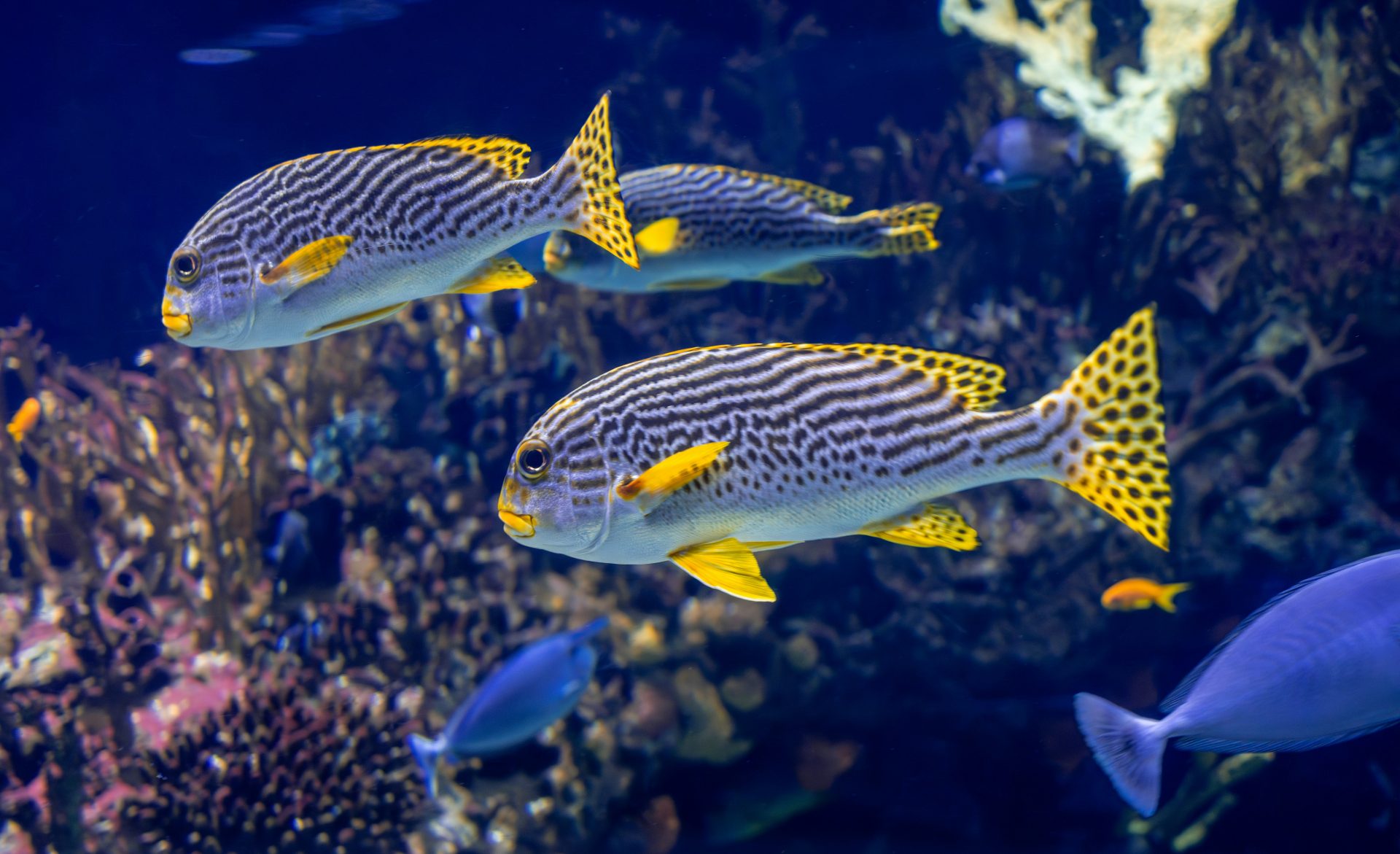 un groupe de poissons nageant dans un aquarium